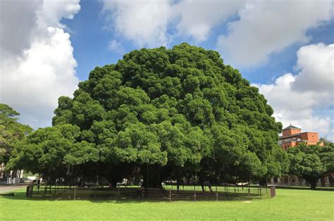 榕樹是陰樹嗎